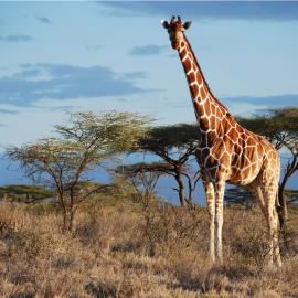 Giraffes Await the World's Protection
